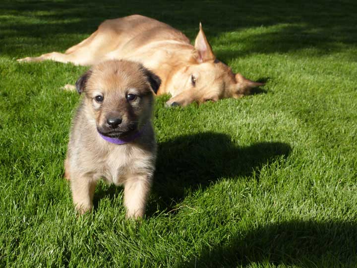 chinook dog